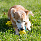 Treat-Dispensing Puzzle Ball for Dogs — additional product view 13 of 20
