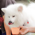 Slow Feeder Lick Bowl — additional product view 5 of 12